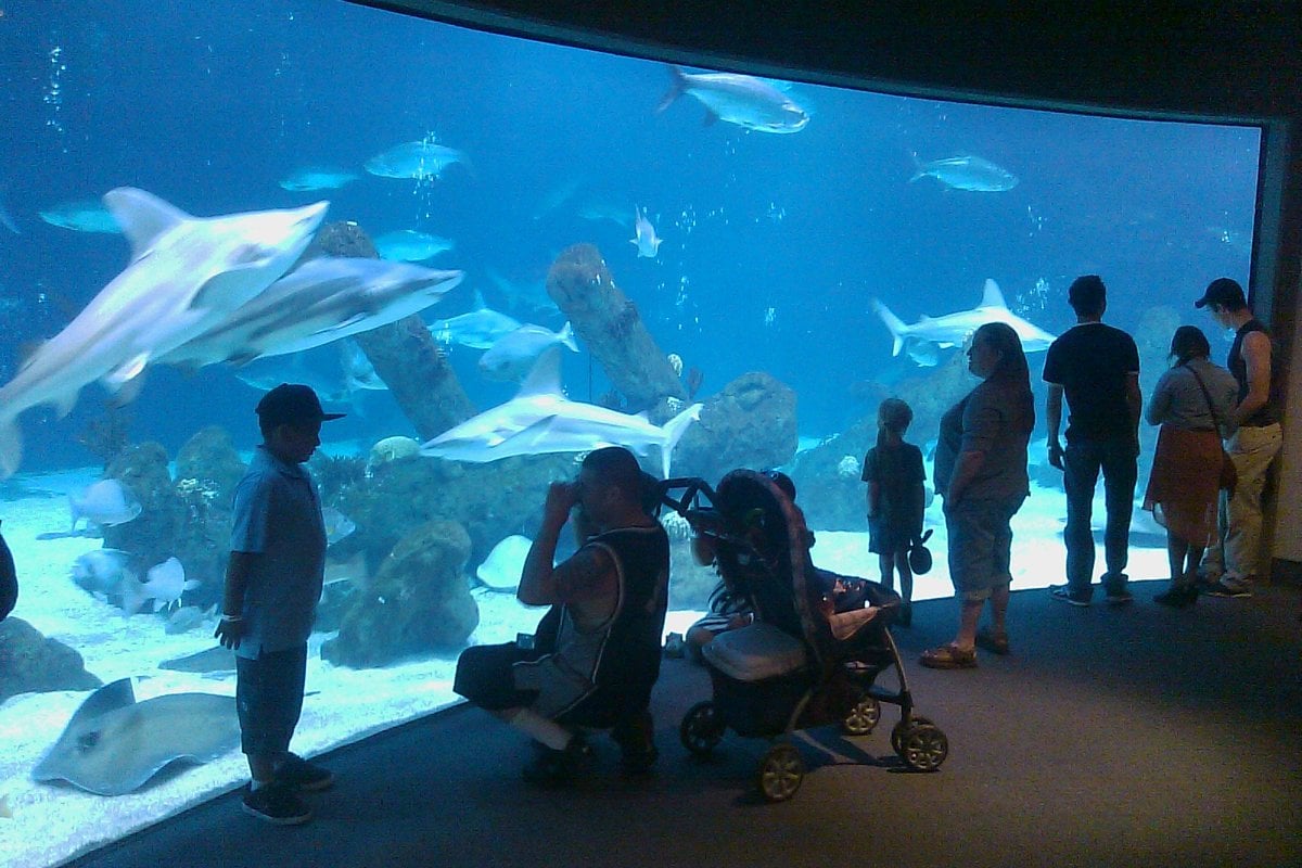 ABQ BioPark Aquarium - Gallery Image 2
